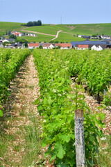 Sancerre, France. Vast Vineyards Spreading Across Sancerre – June 9, 2025
