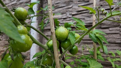 Platense tomato, urban gardens, home gardens