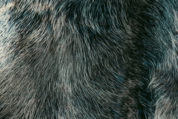 Photo of fur texture pattern