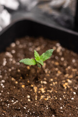Young green seedling growing in nutrient-rich soil inside a pot. Indoor gardening concept with natural lighting, symbolizing growth, sustainability, and new beginnings