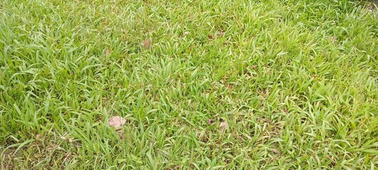 beautiful green grass in the middle of a dense forest. natural background