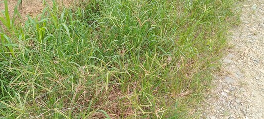 beautiful green grass in the middle of a dense forest. natural background	