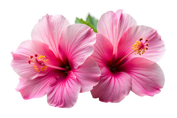 Fototapeta premium Two Delicate Pink Hibiscus Flowers Studio Shot Soft Lighting A I G E N E R A T E D - P N G isolated on a transparent background
