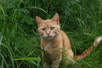 Stray red cat with striking yellow eyes gazes directly into the camera, surrounded by lush green...