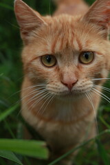 Stray red cat with striking yellow eyes gazes directly into the camera, surrounded by lush green grass, capturing a moment of curiosity and connection in nature