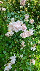  A rose bush filled with delicate soft pink blooms nestled in dense green foliage. The flowers...