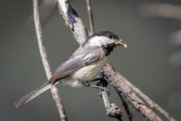 A Black-capped Chickadee eating a grub on a tree branch outdoors in nature offers a glimpse into birdwatching in Minnesota parks and recreation areas in state parks
