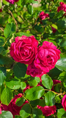  A vivid pink rose lies gently on a weathered stone, surrounded by a lush, blooming garden full of greenery and vibrant flowers, evoking a romantic, natural charm.