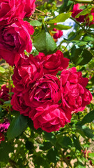  A vivid pink rose lies gently on a weathered stone, surrounded by a lush, blooming garden full of greenery and vibrant flowers, evoking a romantic, natural charm.