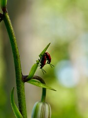 The scarlet lily beetle, red lily beetle, or lily leaf beetle (Lilioceris lilii), is a leaf beetle that eats the leaves, stem, buds, and flowers, of lilies, fritillaries etc. Sweden