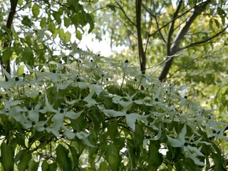 Flowering of Cornus kousa var. chinensis ‘China Girl’, kousa, kousa dogwood, Chinese dogwood, Korean dogwood or Japanese dogwood. Syn. Benthamia kousa and Cynoxylon kousa. Sweden