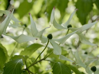 Flowering of Cornus kousa var. chinensis ‘China Girl’, kousa, kousa dogwood, Chinese dogwood, Korean dogwood or Japanese dogwood. Syn. Benthamia kousa and Cynoxylon kousa. Sweden
