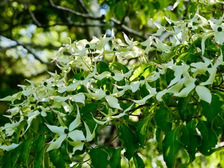 Flowering of Cornus kousa var. chinensis ‘China Girl’, kousa, kousa dogwood, Chinese dogwood, Korean dogwood or Japanese dogwood. Syn. Benthamia kousa and Cynoxylon kousa. Sweden