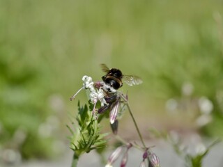 The buff-tailed bumblebee or large earth bumblebee (Bombus terrestris) on a flower. Sweden