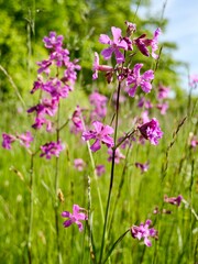 Flowers of the sticky catchfly (Viscaria vulgaris) or clammy campion, is a flowering plant in the family Caryophyllaceae. Sweden
