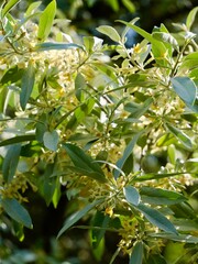 Flowering of the silverberry or wolf-willow (Elaeagnus commutata) cultivar, 'Zempin', have a strong...