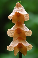 A cluster of dainty apricot-colored flower bells, delicately arranged vertically