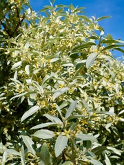 Flowering of the silverberry or wolf-willow (Elaeagnus commutata) cultivar, 'Zempin', have a strong...