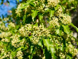 Flowering The Amur Maple Acer
