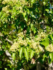 Flowering of the Amur maple (Acer tataricum subsp. ginnala or Acer ginnala), cultivar 'Uppsala E'...