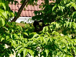 The Eurasian magpie or common magpie (Pica pica) eating the great tit (Parus major). Sweden 