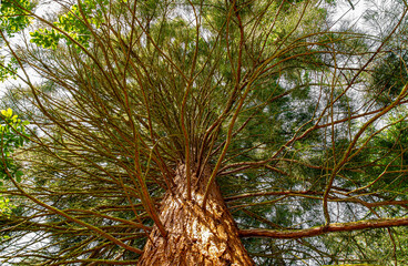 Giant sequoia in the forest grove of California, Sequoia National Park