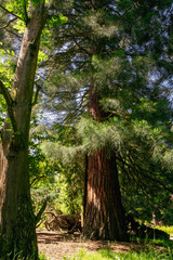 Giant sequoia in the forest grove of California, Sequoia National Park