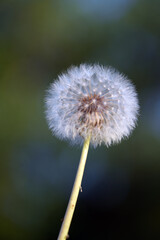 dandelion seed head