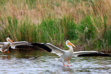American White Pelican landing