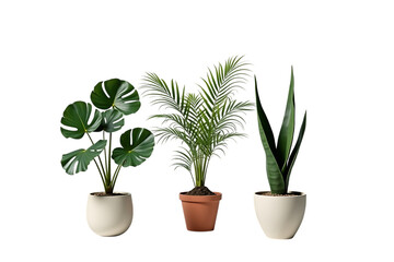 potted ornamental plants (monstera, palm, sansevieria), front view, clean white background,green,herb,floral