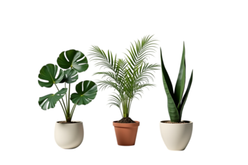potted ornamental plants (monstera, palm, sansevieria), front view, clean white background,green,herb,floral