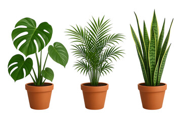 potted ornamental plants (monstera, palm, sansevieria), front view, clean white background,pot,leaf,potted