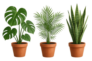potted ornamental plants (monstera, palm, sansevieria), front view, clean white background,aloe,garden,cactus