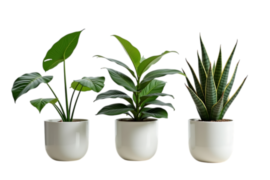 potted ornamental plants (monstera, palm, sansevieria), front view, clean white background,leaves,tree,flora