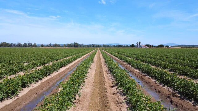 Moving Through Tomato Rows: Green Plants Swaying in the Wind on Irrigated Farmland.