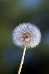 dandelion seed head