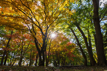 日本の風景・秋　北海道函館市　旧岩船氏庭園（香雪園）