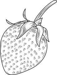 Whole strawberry hand drawn ink sketch vector