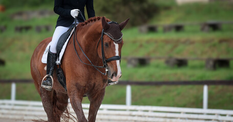 Dressage horse dressage riding dressage tournament close-ups impressions.