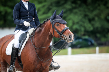 Dressage horse dressage riding dressage tournament close-ups impressions.