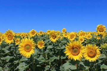 A vibrant sunflower field with large yellow blooms under a clear blue summer sky.