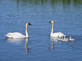 Swan Family Swimming in a Pond