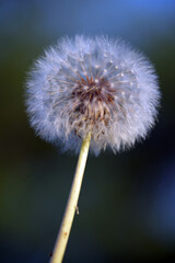 dandelion seed head