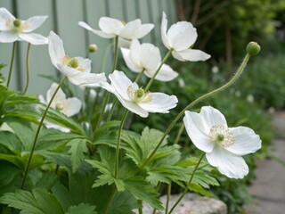 Fototapeta premium apple tree flowers