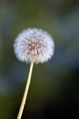 dandelion seed head