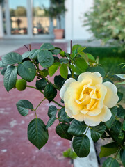 Yellow rose bushes bloom along a walkway near a modern building entrance. The soft petals and...