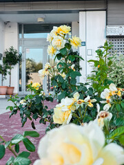  Yellow rose bushes bloom along a walkway near a modern building entrance. The soft petals and...