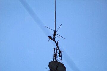 Silhouette of a bird perched on a transmitter mast