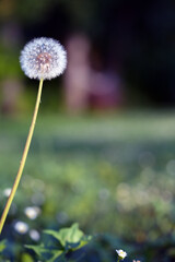 Fototapeta premium dandelion in the grass