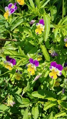 pink and yellow flowers